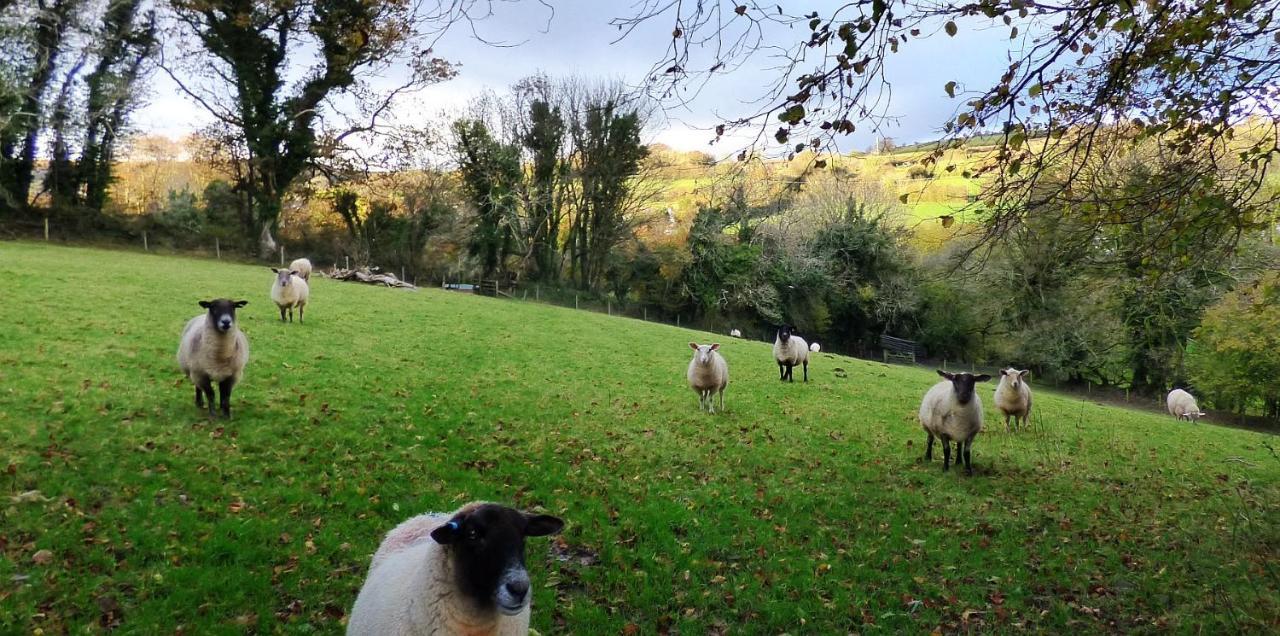 Homer Farm Marytavy Exterior foto